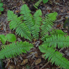 Щитовник толстокорневищный