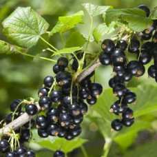 Смородина черная Александрина