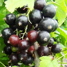 Смородина черная Добрыня