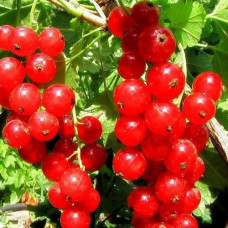 Смородина красная Хрустящая (традиционный сорт) 