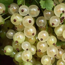 Смородина белая Ютерборгская