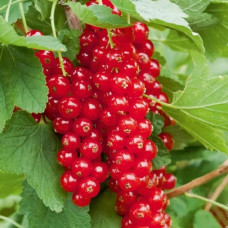 Смородина красная Малышка (традиционные сорта) 