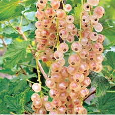 Смородина белая Кремовая 