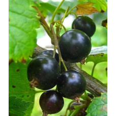 Смородина черная Ленинградский великан (традиционный сорт) 