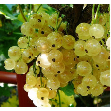 Смородина белая Смольяниновская 