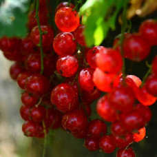 Смородина красная Татьяна