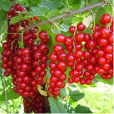 Смородина красная Дар Орла