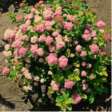 Спирея березолистная Пинк Спаклер