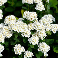 Спирея березолистная Тор 