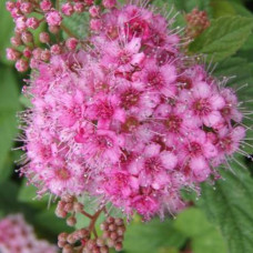 Спирея японская Манон