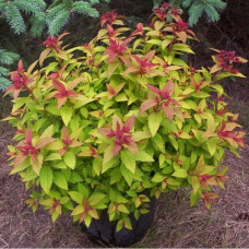 Спирея японская Мерло Грин