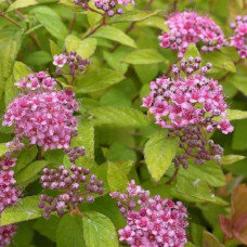 Спирея японская Зен Спирит Карамель