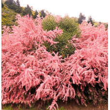 Тамарикс четырехтычинковый Африкана