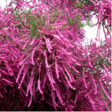 Тамарикс пятитычинковый Рубра