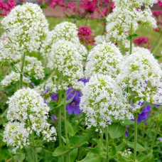 Валериана красная Альбус 