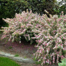 Вейгела цветущая Вариегата 