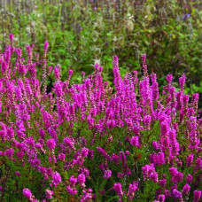 Вереск обыкновенный Аллегро