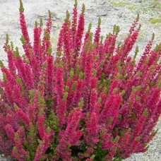 Вереск обыкновенный Малин