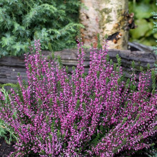 Вереск обыкновенный Малис