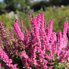 Вереск обыкновенный Яна