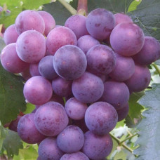 Виноград плодовый Герман 