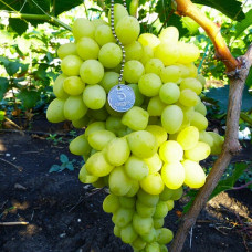 Виноград плодовый Благовест 
