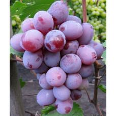Виноград плодовый Граф Монте-Кристо 