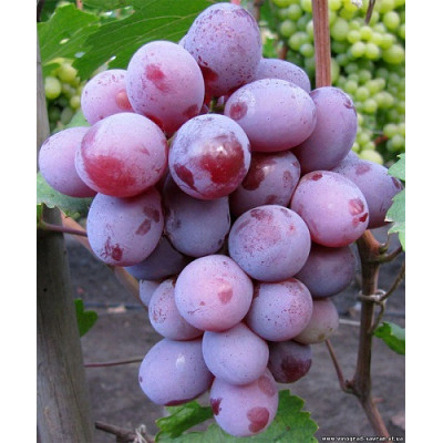 Виноград плодовый Граф Монте-Кристо  