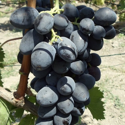 Виноград плодовый Руслан  