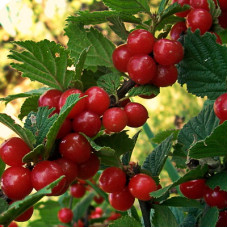 Вишня войлочная Лето