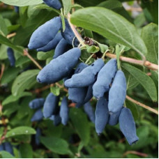 Жимолость съедобная Дочь Великана