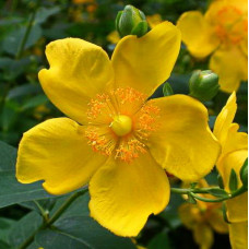 Зверобой Хидкот