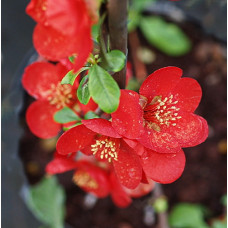 Айва Файр Дэнс (великолепная)