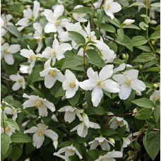 Жасмин садовый (чубушник) Балет Мотыльков 