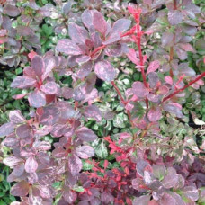 Барбарис Тунберга Розетта 