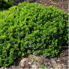 Барбарис Тунберга Кобольд