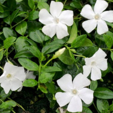 Барвинок малый Гертруда Джекил 