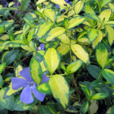 Барвинок малый Иллюминейшн 