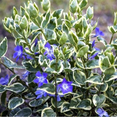 Барвинок большой Вариегата 