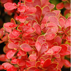 Барбарис Тунберга Адмирейшн (Серия Люкс)