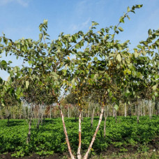 Береза черная