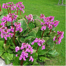 Бадан сердцелистный