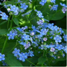 Бруннера крупнолистная