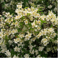 Жасмин садовый (Чубушник) Лавина ("Аваланш")