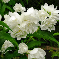 Жасмин садовый (Чубушник) Жемчуг