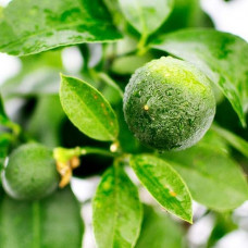 Цитрус Лайм Рангпур 