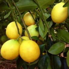 Цитрус Лаймкват Лейкленд 