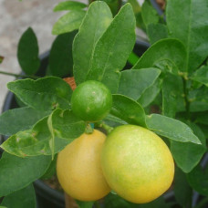 Цитрус Лаймкват Юстис 