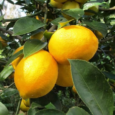 Цитрус Лимон Мейера  