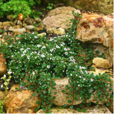 Кизильник радиканс Эйшольц